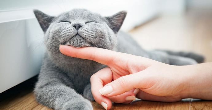 7 ways having a cat will make you so much healthier