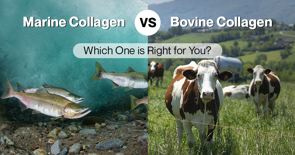 Marine Collagen vs. Bovine Collagen: Which One is Right for You? – Setu ...