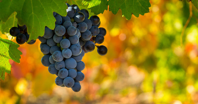 Grape Seed Extract: A Complete Guide