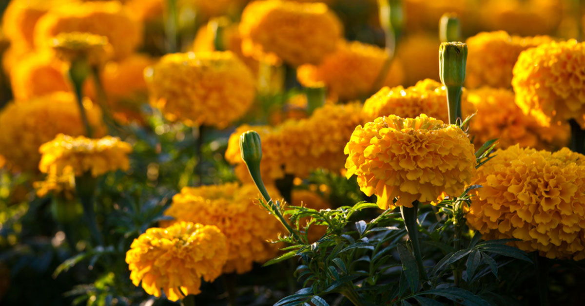 Marigold Flower Uses - Know Top 5 Uses of Marigold – Setu Nutrition