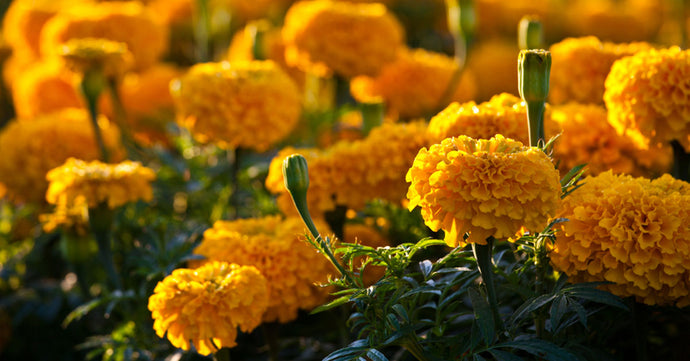 The Unknown Health Benefits Of Marigold