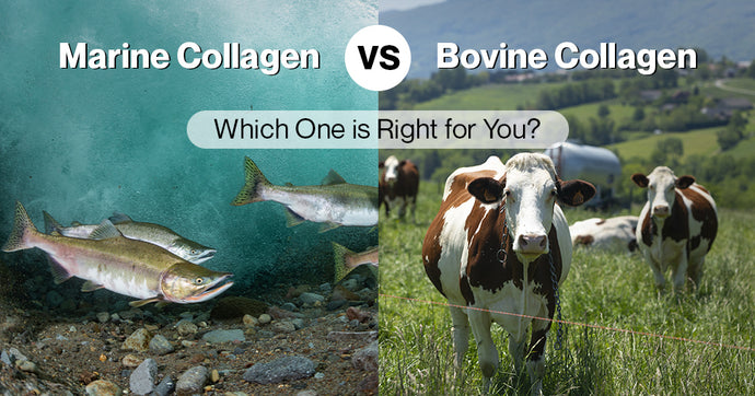 Marine Collagen vs. Bovine Collagen: Which One is Right for You?