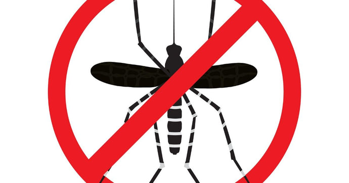Dengue Fever Prevention Tips You Need to Follow
